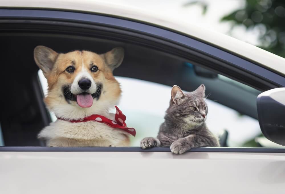 Dog + Cat in Car