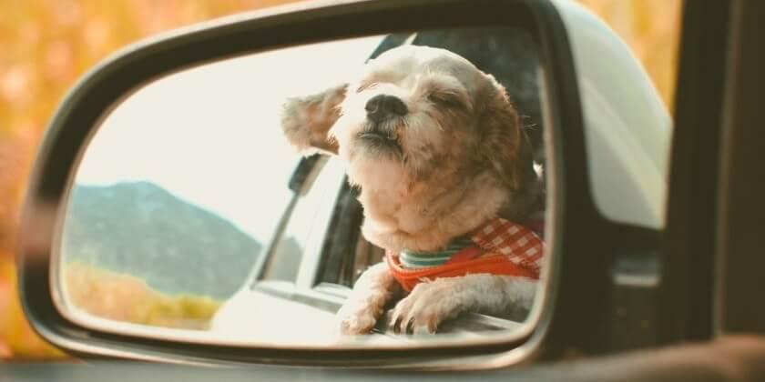 What to do if you see a Dog Trapped in a Hot Car